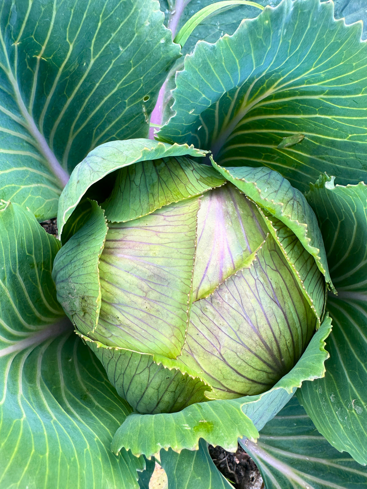 Coopmont